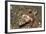 Spiny Flathead-Hal Beral-Framed Photographic Print