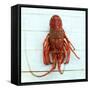 Spiny Lobster-Koops Holsten-Framed Stretched Canvas