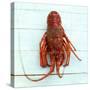 Spiny Lobster-Koops Holsten-Stretched Canvas