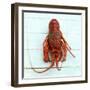 Spiny Lobster-Koops Holsten-Framed Photographic Print