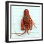 Spiny Lobster-Koops Holsten-Framed Photographic Print