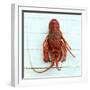 Spiny Lobster-Koops Holsten-Framed Photographic Print