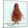 Spiny Lobster-Koops Holsten-Mounted Photographic Print