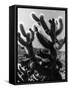 Spiny Palm Springs Cactus-Alfred Eisenstaedt-Framed Stretched Canvas