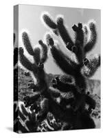 Spiny Palm Springs Cactus-Alfred Eisenstaedt-Stretched Canvas