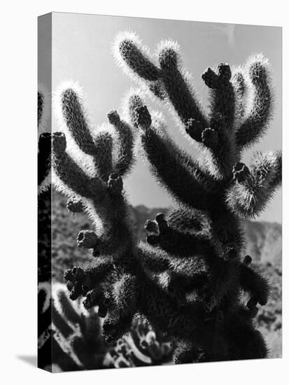 Spiny Palm Springs Cactus-Alfred Eisenstaedt-Stretched Canvas