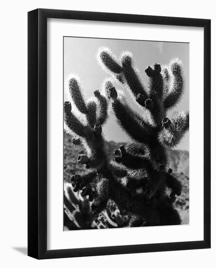 Spiny Palm Springs Cactus-Alfred Eisenstaedt-Framed Photographic Print