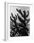 Spiny Palm Springs Cactus-Alfred Eisenstaedt-Framed Photographic Print