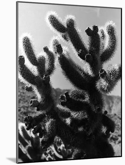 Spiny Palm Springs Cactus-Alfred Eisenstaedt-Mounted Photographic Print