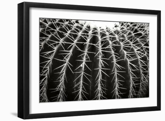 Spiny Rows-Alan Hausenflock-Framed Photographic Print