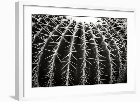 Spiny Rows-Alan Hausenflock-Framed Photographic Print