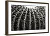 Spiny Rows-Alan Hausenflock-Framed Photographic Print