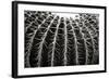 Spiny Rows-Alan Hausenflock-Framed Photographic Print