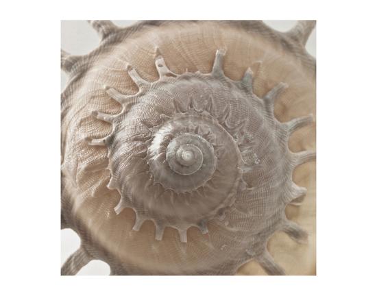 'Spiny Sea Shell Close-Up' Posters | AllPosters.com