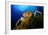 Spiny Spider Crab (Maja Squinado) on Seaweed, Malta, Mediteranean, May 2009-Zankl-Framed Photographic Print