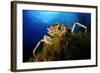 Spiny Spider Crab (Maja Squinado) on Seaweed, Malta, Mediteranean, May 2009-Zankl-Framed Photographic Print