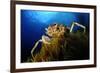 Spiny Spider Crab (Maja Squinado) on Seaweed, Malta, Mediteranean, May 2009-Zankl-Framed Photographic Print