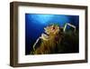 Spiny Spider Crab (Maja Squinado) on Seaweed, Malta, Mediteranean, May 2009-Zankl-Framed Photographic Print