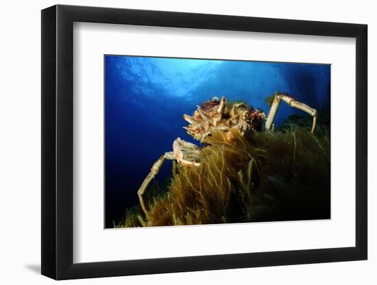 Spiny Spider Crab (Maja Squinado) on Seaweed, Malta, Mediteranean, May 2009-Zankl-Framed Photographic Print