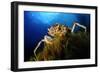 Spiny Spider Crab (Maja Squinado) on Seaweed, Malta, Mediteranean, May 2009-Zankl-Framed Photographic Print