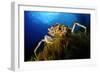 Spiny Spider Crab (Maja Squinado) on Seaweed, Malta, Mediteranean, May 2009-Zankl-Framed Photographic Print