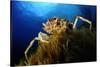 Spiny Spider Crab (Maja Squinado) on Seaweed, Malta, Mediteranean, May 2009-Zankl-Stretched Canvas