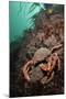 Spiny Spider Crab Pair on Rock Covered with Red Algae, Lundy Island, Devon, England, UK-Linda Pitkin-Mounted Photographic Print