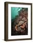 Spiny Spider Crab Pair on Rock Covered with Red Algae, Lundy Island, Devon, England, UK-Linda Pitkin-Framed Photographic Print