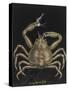 Spiny Spider Crab-Philip Henry Gosse-Stretched Canvas