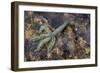 Spiny Starfish, County Clare, Munster, Republic of Ireland, Europe-Carsten Krieger-Framed Photographic Print