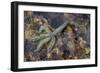 Spiny Starfish, County Clare, Munster, Republic of Ireland, Europe-Carsten Krieger-Framed Photographic Print