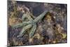 Spiny Starfish, County Clare, Munster, Republic of Ireland, Europe-Carsten Krieger-Mounted Photographic Print