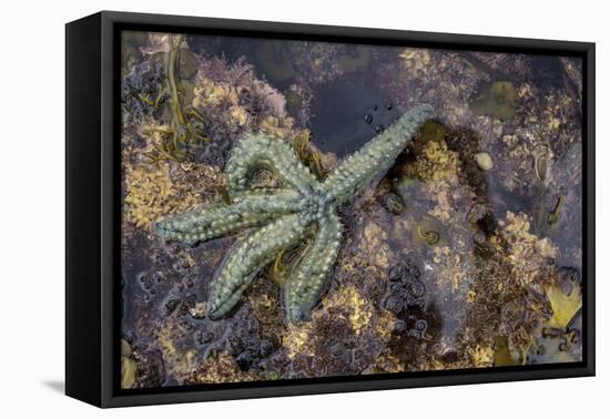 Spiny Starfish, County Clare, Munster, Republic of Ireland, Europe-Carsten Krieger-Framed Stretched Canvas