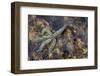 Spiny Starfish, County Clare, Munster, Republic of Ireland, Europe-Carsten Krieger-Framed Photographic Print