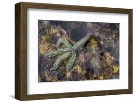 Spiny Starfish, County Clare, Munster, Republic of Ireland, Europe-Carsten Krieger-Framed Photographic Print