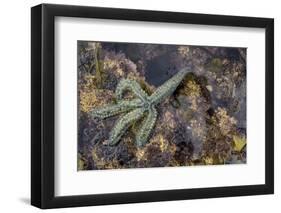 Spiny Starfish, County Clare, Munster, Republic of Ireland, Europe-Carsten Krieger-Framed Photographic Print