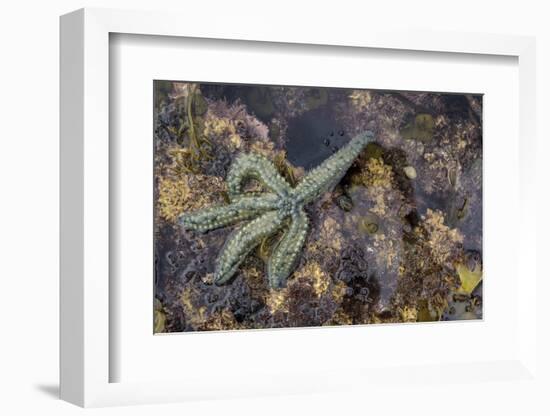 Spiny Starfish, County Clare, Munster, Republic of Ireland, Europe-Carsten Krieger-Framed Photographic Print