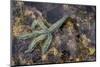 Spiny Starfish, County Clare, Munster, Republic of Ireland, Europe-Carsten Krieger-Mounted Photographic Print