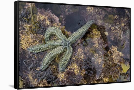 Spiny Starfish, County Clare, Munster, Republic of Ireland, Europe-Carsten Krieger-Framed Stretched Canvas