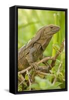 Spiny-Tailed Iguana-null-Framed Stretched Canvas
