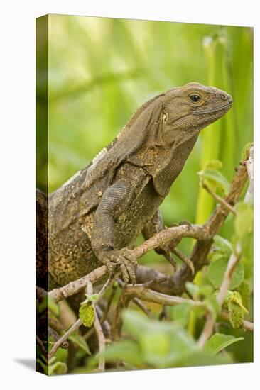 Spiny-Tailed Iguana-null-Stretched Canvas