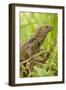 Spiny-Tailed Iguana-null-Framed Photographic Print