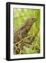 Spiny-Tailed Iguana-null-Framed Photographic Print