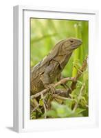 Spiny-Tailed Iguana-null-Framed Photographic Print