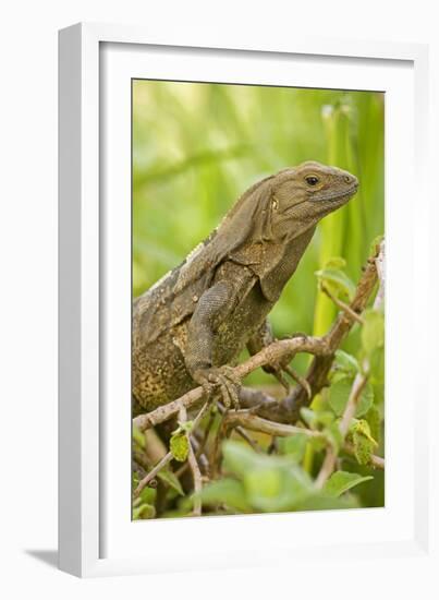 Spiny-Tailed Iguana-null-Framed Photographic Print