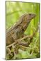 Spiny-Tailed Iguana-null-Mounted Photographic Print