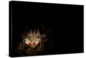 Spiny Tiger Shrimp Amongst Volcanic Sand, Bali-null-Stretched Canvas