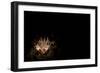 Spiny Tiger Shrimp Amongst Volcanic Sand, Bali-null-Framed Photographic Print