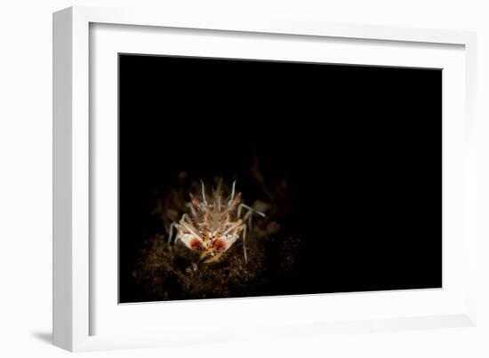 Spiny Tiger Shrimp Amongst Volcanic Sand, Bali-null-Framed Photographic Print