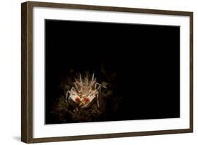 Spiny Tiger Shrimp Amongst Volcanic Sand, Bali-null-Framed Photographic Print